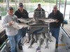(05/16/2014) - Nice Striped Bass
